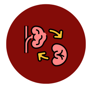 Kidney transplant in mumbai