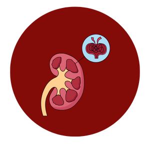 Kidney transplant in Mumbai