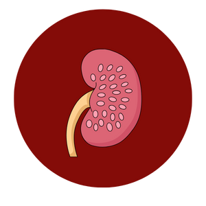 Kidney transplant in Mumbai