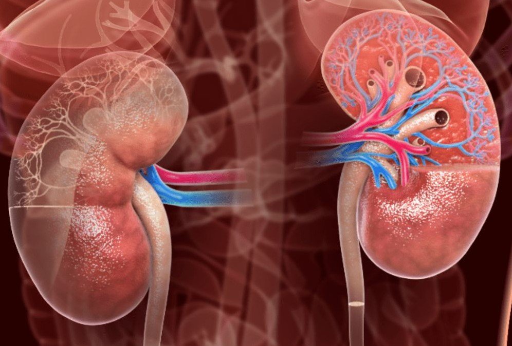 Kidney Health