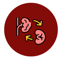 Kidney transplant in mumbai