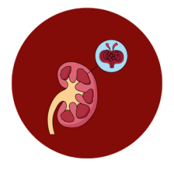 Kidney transplant in Mumbai