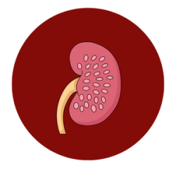 Kidney transplant in Mumbai
